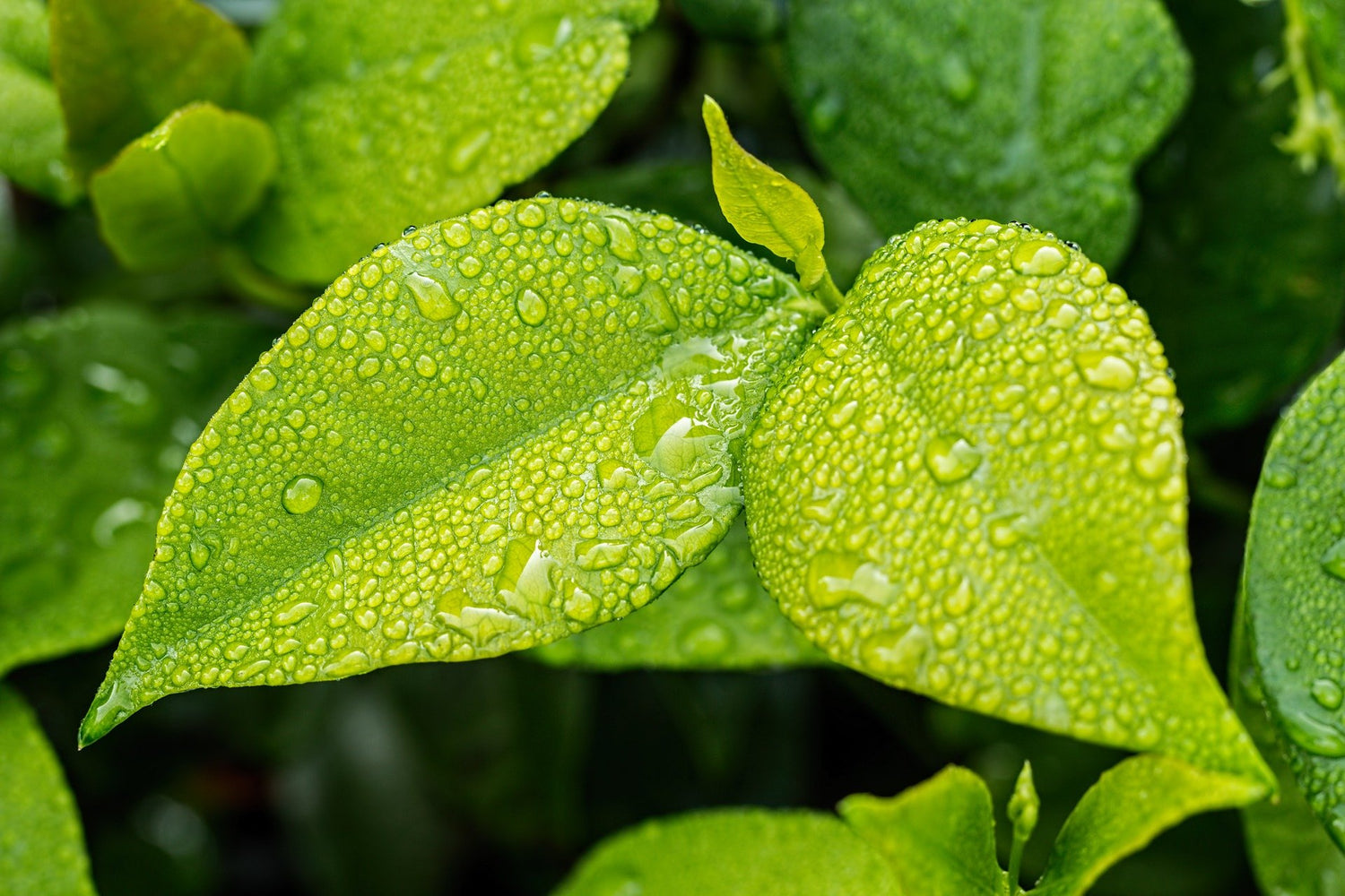 feuilles natures plantes