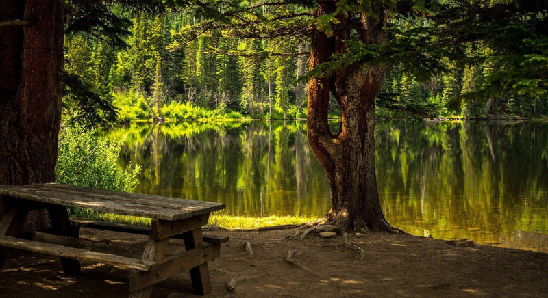 Autour du pique-nique