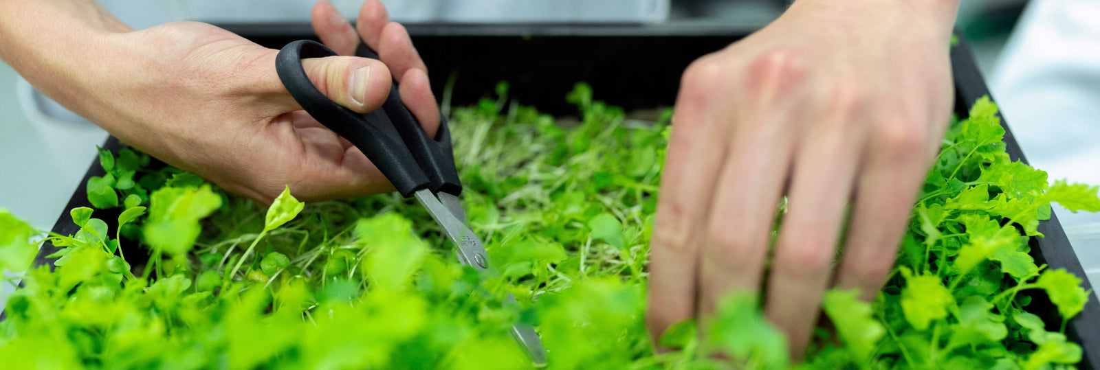 Les ciseaux par Nirosta