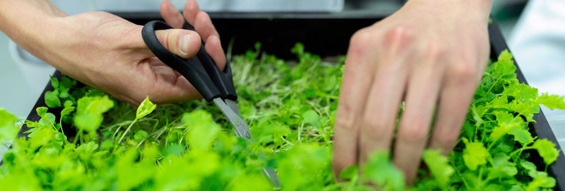 Les ciseaux par Nirosta