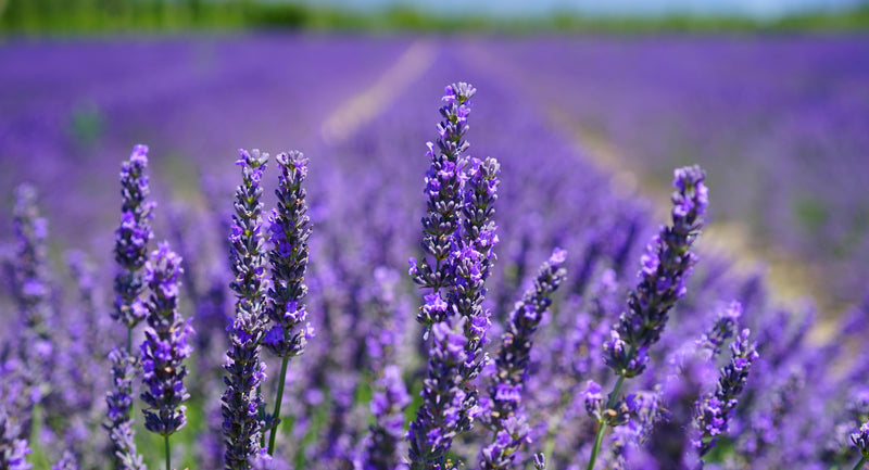 Les désodorisants pour aspirateurs