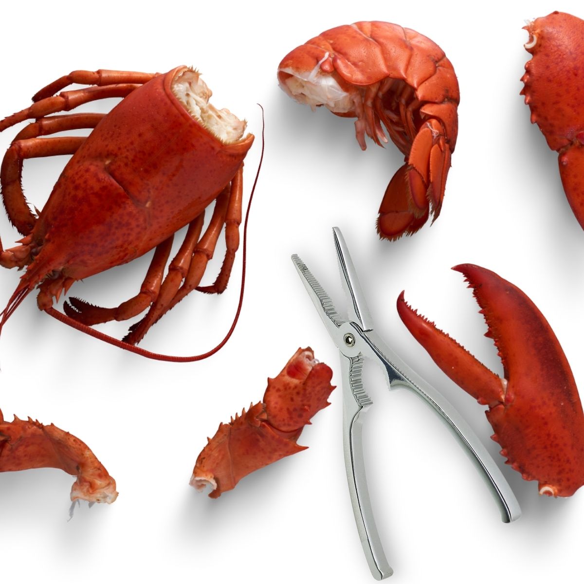 Pince à crustacés, à Homard Fackelmann