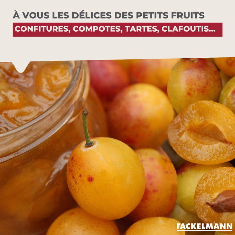 Vide-prunes, 22,6x3,5x7,9 cm